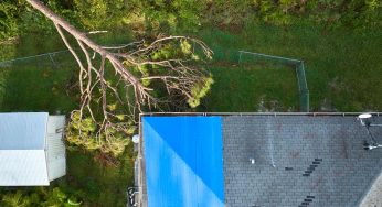 4 Steps to Take When a Tree Falls on Your Roof